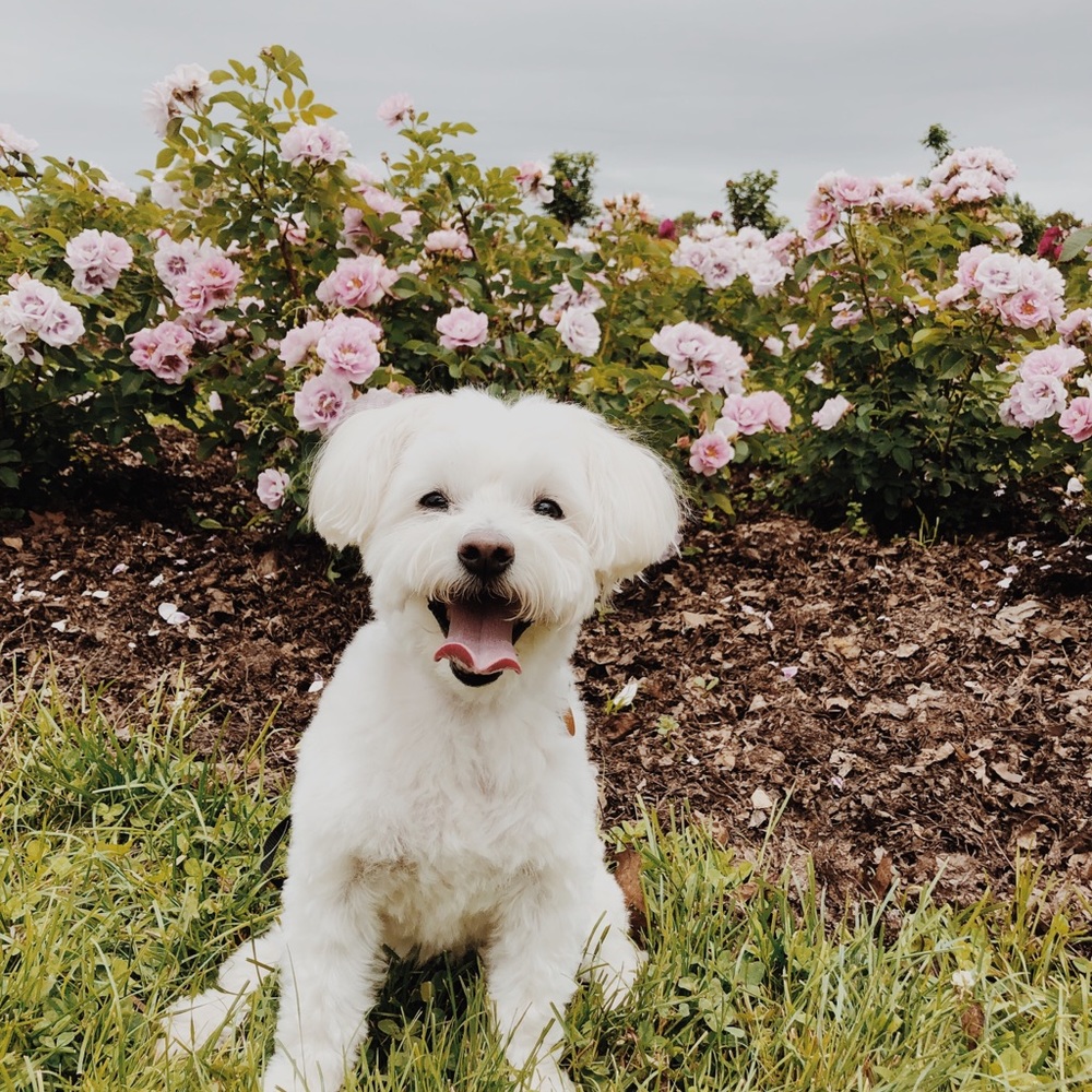 Meet your Posher, Natalie